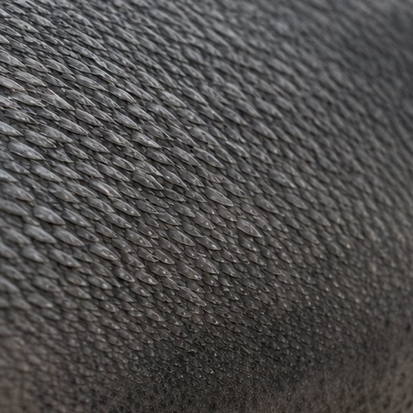 Close-up of shark skin texture on sandpaper — detail