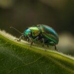 Beetle insect close-up macro photography