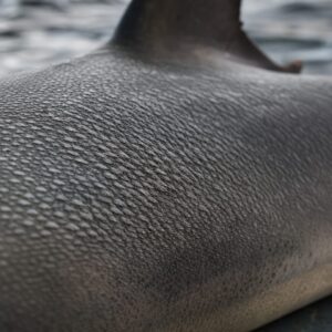 Close-up of shark skin texture on sandpaper